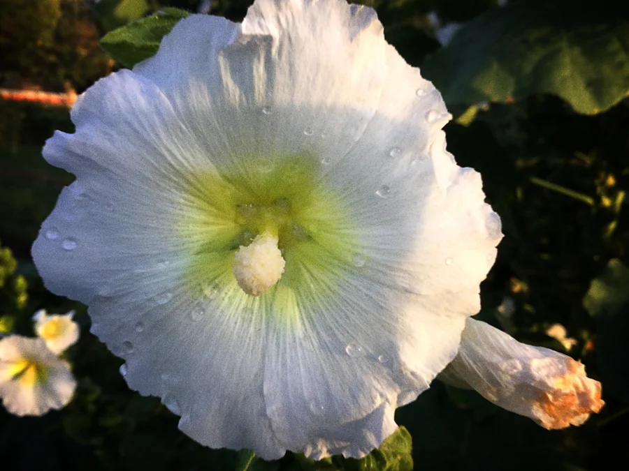 white hollyhocks 1200 3